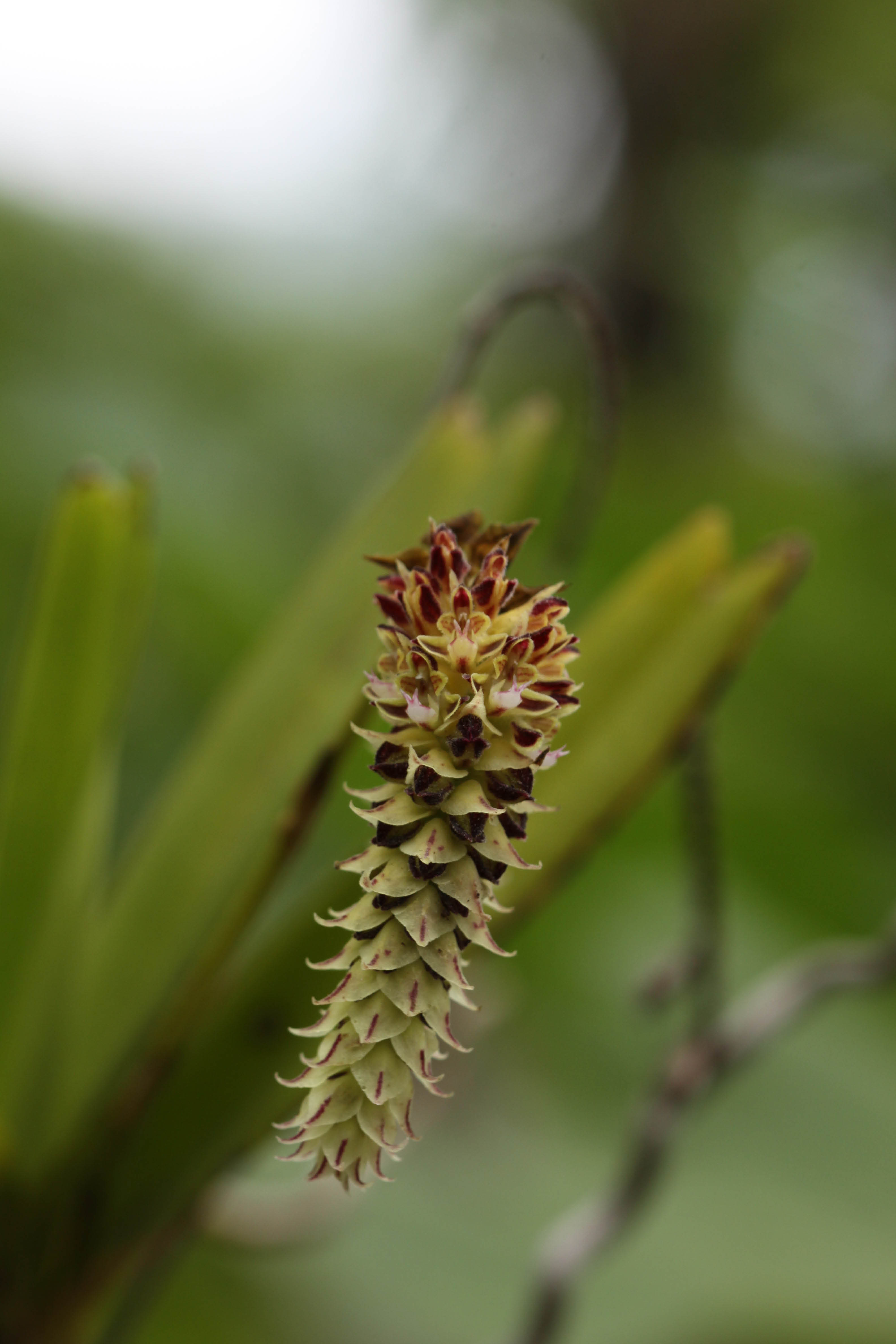 คอกว่าง Cleisomeria lanatum (Lindl.) Lindl. ex G.Don<br/>ORCHIDACEAE